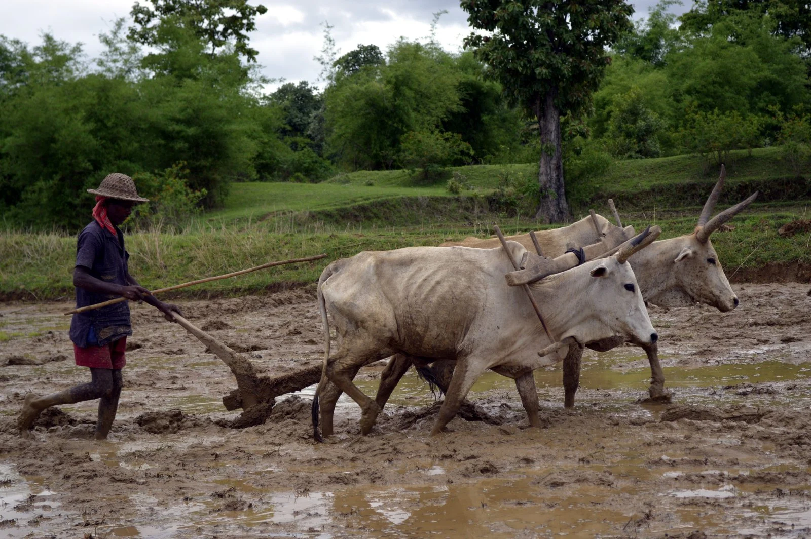 Ploughing paddy field
