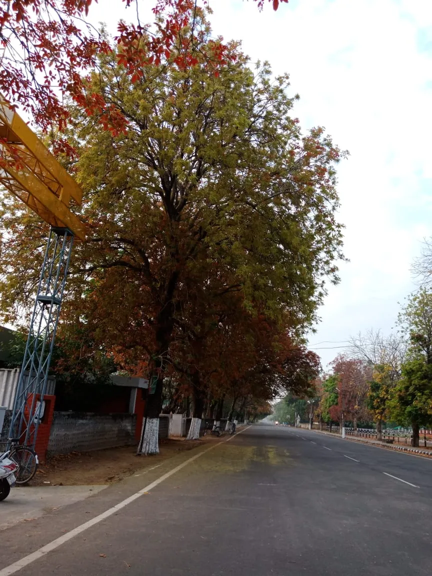 Tree-lined street in Naya Nangal, Rupnagar district, Punjab