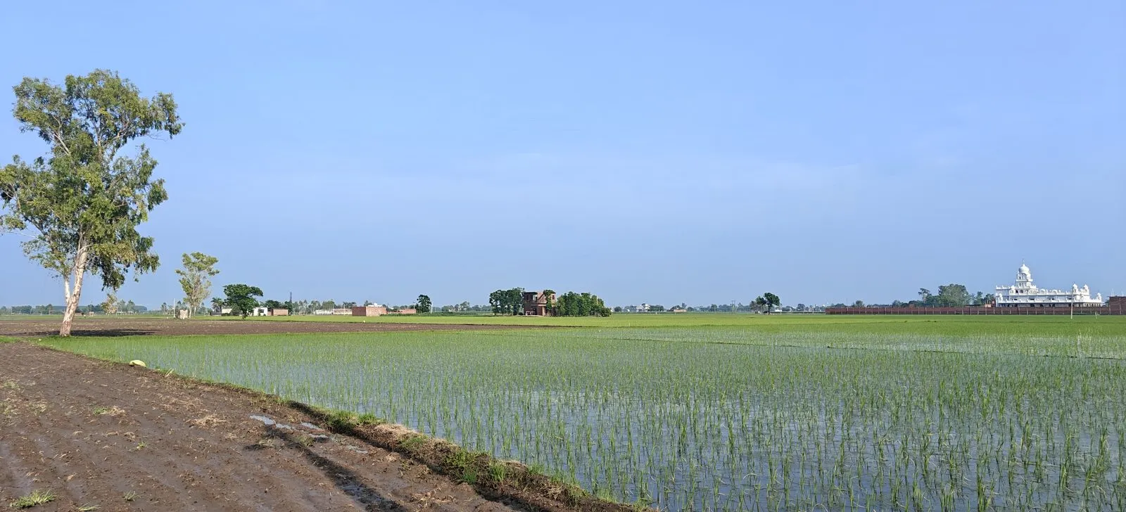 Paddy fields in Batala, Gurdaspur, Punjab