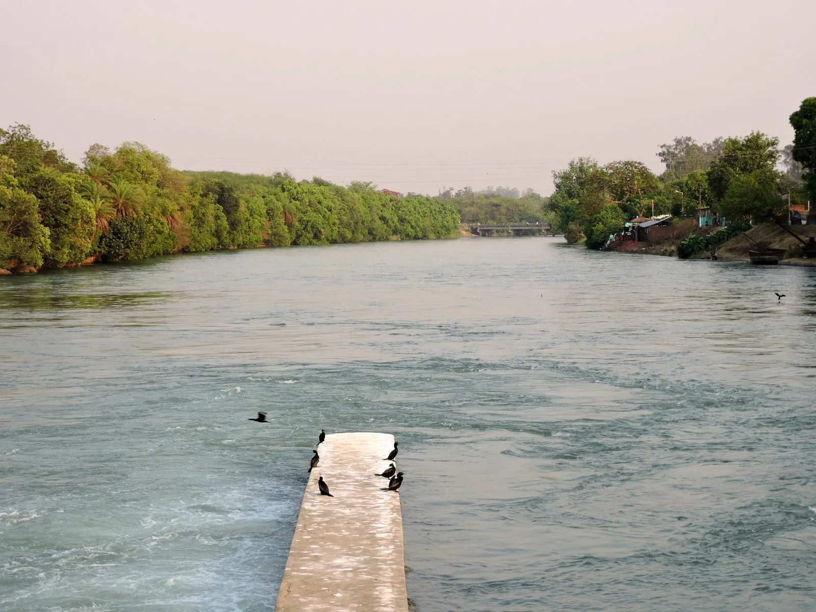 Satluj river at Ropar wetland, Rupnagar