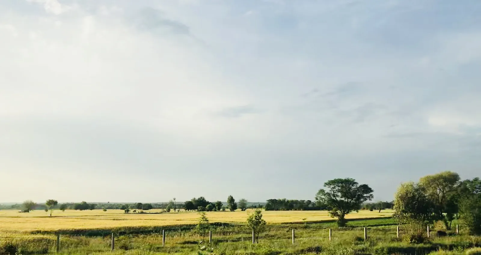Wheat fields in Punjab