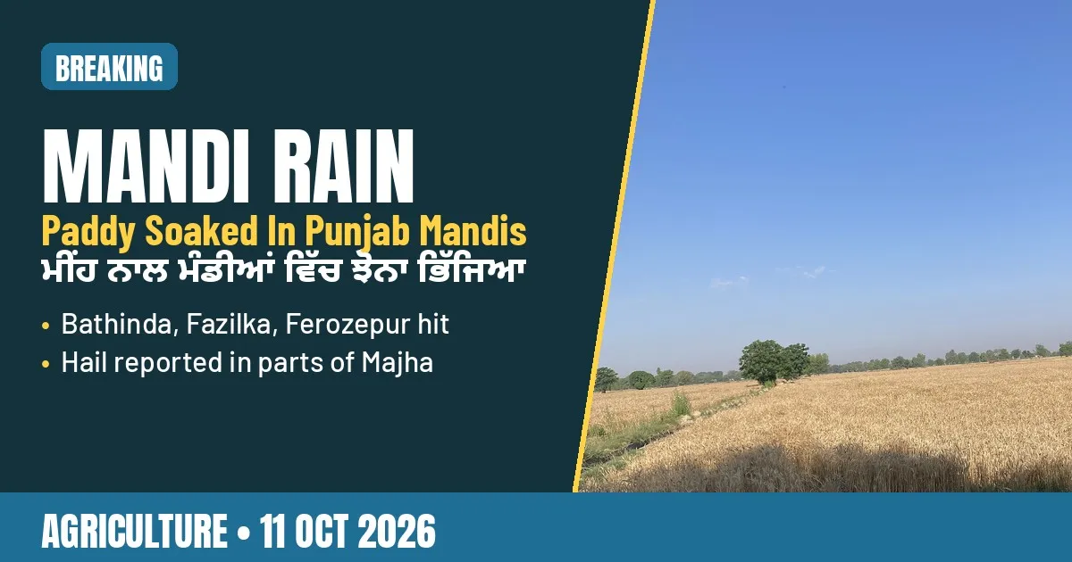 Breaking-news poster: rain soaks paddy at Punjab grain markets