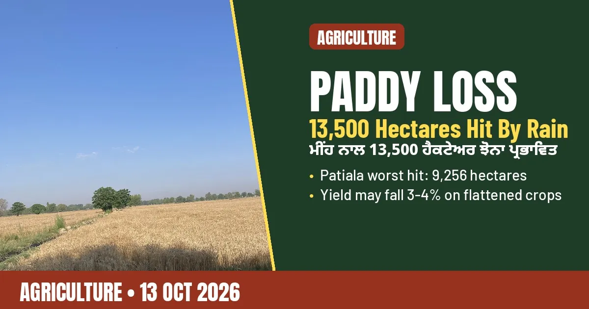 Breaking-news poster: rain damages paddy in Punjab