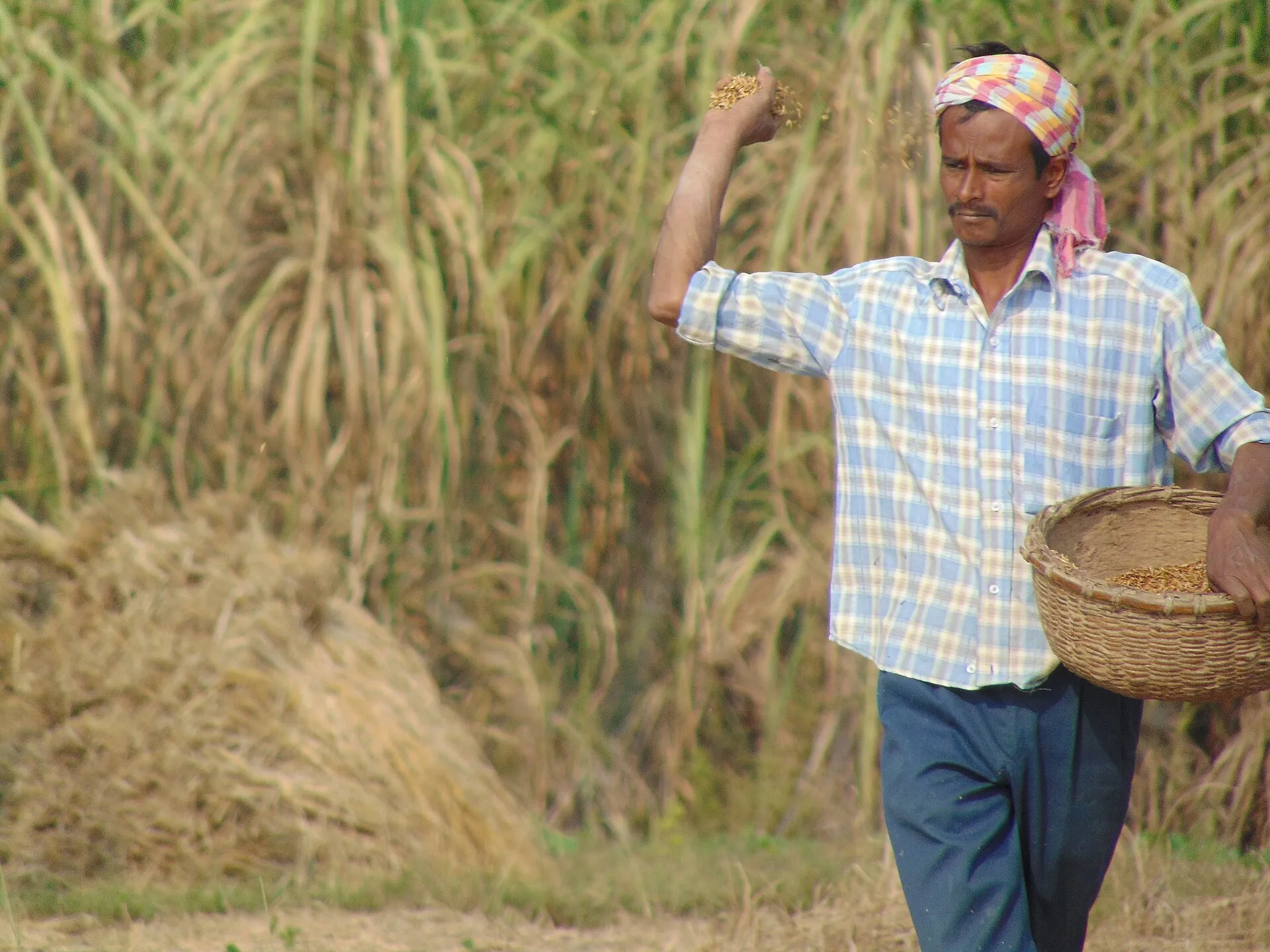 An Indian farmer scattering grain from a basket across a field